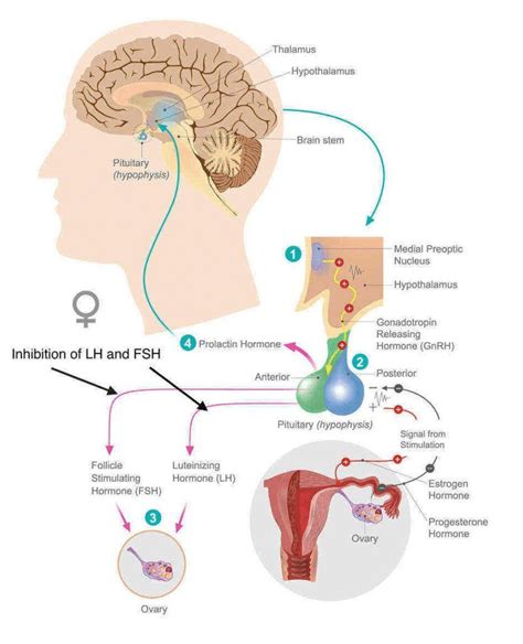 Mechanism of action of contraceptive pills [Rege S. (2019). Is the oral ...