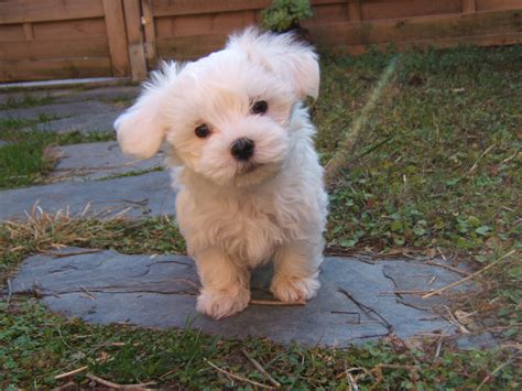 File:Cachorro de Bichon Maltes.JPG - Wikipedia