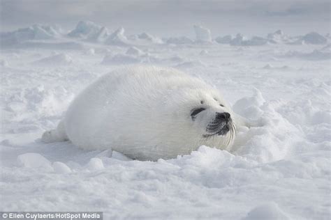 Photographer Ellen Cuylaerts captures baby seals days old rolling in ...