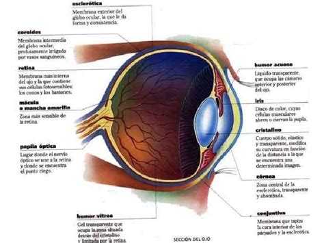 Anatomia del ojo animal