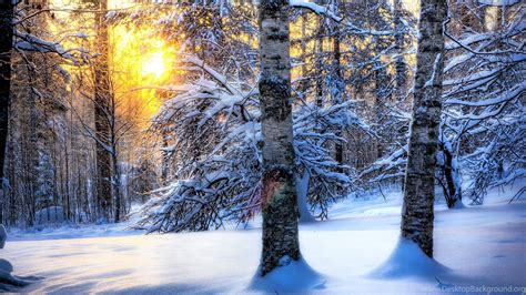 Winter Forest Scenery Wallpapers - Wallpaper Cave