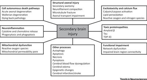 Classification of Traumatic Brain Injury - Physiopedia