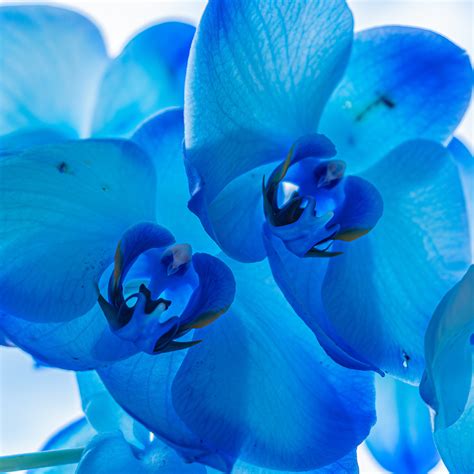 Cobalt Blue Orchid, Blue Orchids, Blue Orchid Flower (Download Now) - Etsy