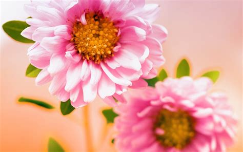 wallpapers: Pink Flowers Wallpapers