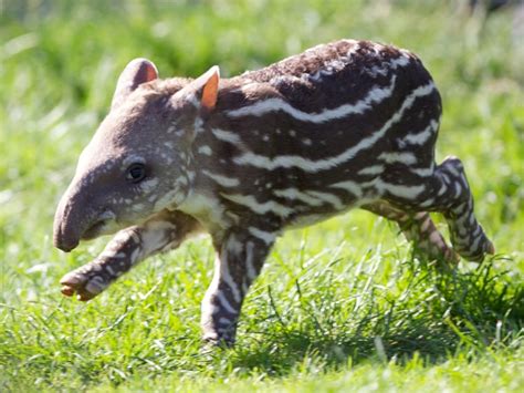 Spotted! Dublin Zoo welcomes adorable baby tapir