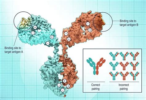 Bispecific Antibodies - Current Status and Prospects | Biopharma PEG