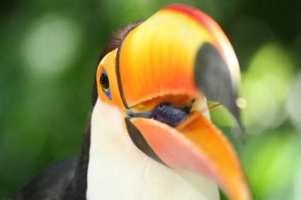 Toucan Facts for Kids | LoveToKnow