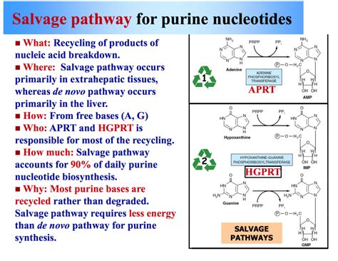 Synthèse des purines | Biochimie / Microbes Notes | Datakosine