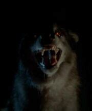 Gallery:Werewolf | True Blood Wiki | FANDOM powered by Wikia