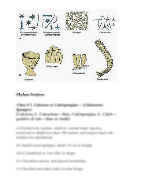 SOLUTION: Classification of porifera converted - Studypool