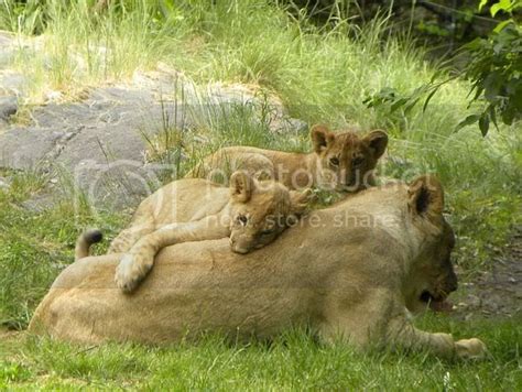 The New Lion Cubs at the Bronx Zoo