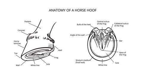 Horse Hoof Anatomy