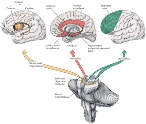 Ventral Striatum Anatomy