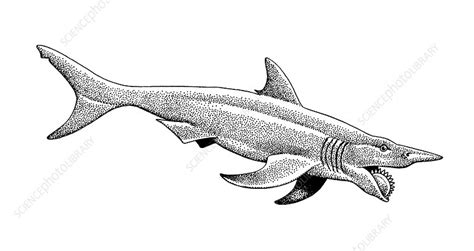 Helicoprion - Stock Image - E445/0197 - Science Photo Library