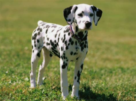 Cute Dalmatian Puppies - 5 Wallpapers | Desktop Wallpapers