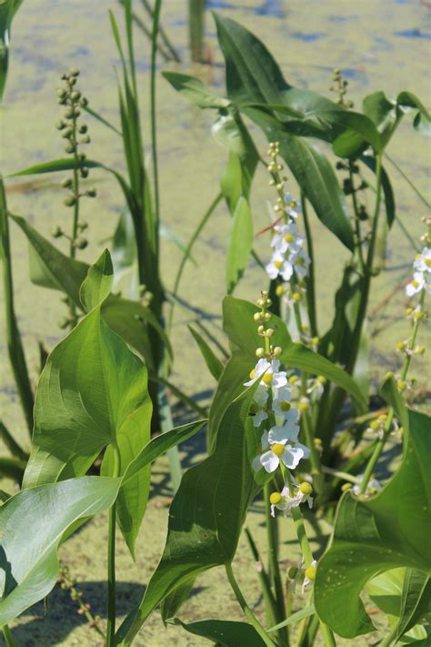 Wetland Plants: Beautiful and Hard-working — Smart Wetlands