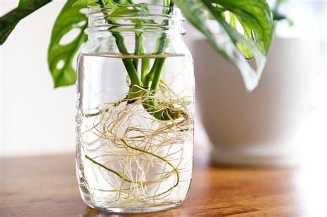 Cuttings: how to reproduce the plants we already have at home - Pledge ...