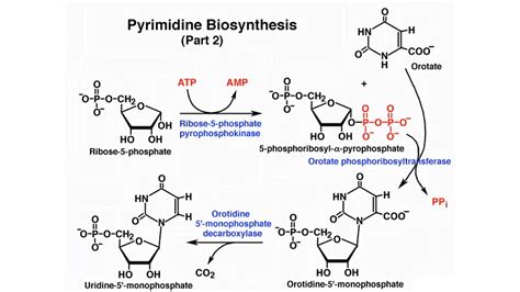 Nucleotide Metabolism Nucleic Acid Synthesis