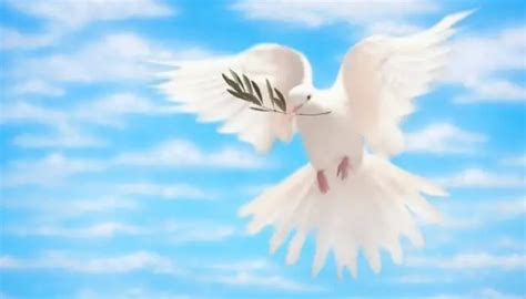 Dove With Olive Branch: Meaning & Symbolism – Pigeonpedia