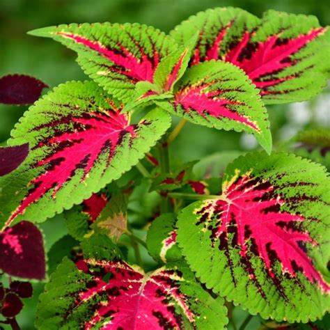 14 Coleus Varieties to bring Color to your Shade Garden