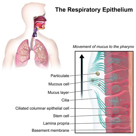 Difference Between Mucus and Phlegm | Definition, Composition, Role and ...