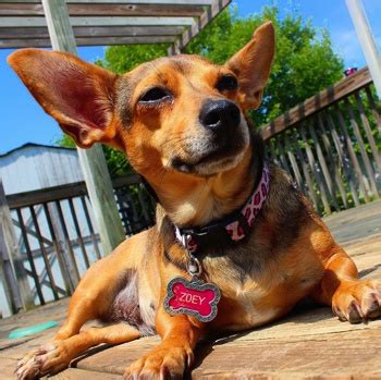 Chiweenie Breed Information, Characteristics & Heath Problems | DogZone.com