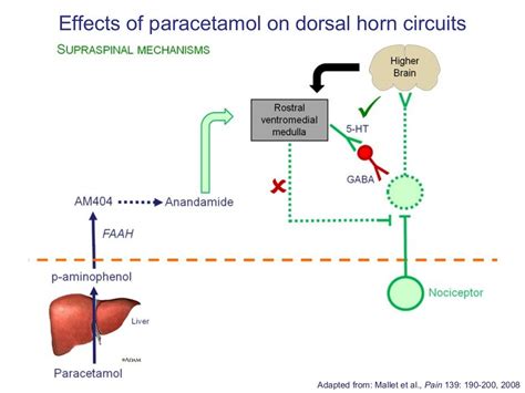 Mechanism of action of analgesics (2012)