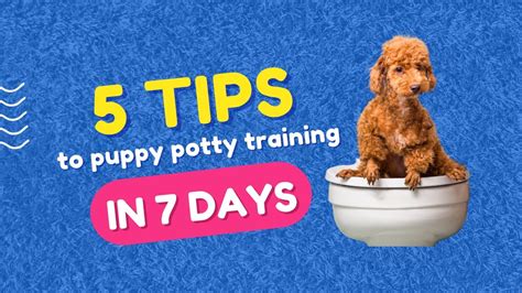PUPPIES TRAINING TO POO: 5 tips to train your puppy fast in 7 days, with or without a porch ...