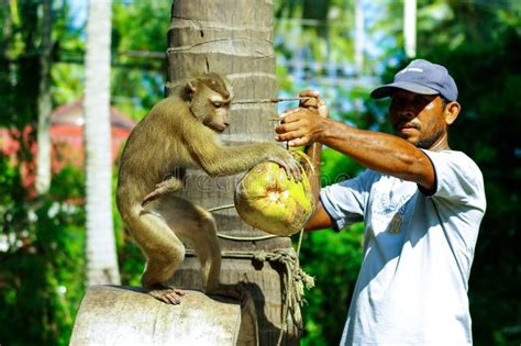 Monkey Show At Damnoen Saduak Floating Market, Thailand Editorial Image ...