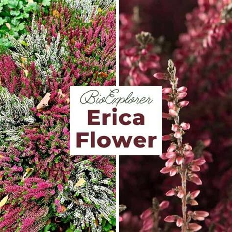 Erica spp. Flower | South African Flower | BioExplorer.net