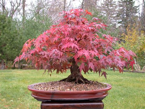 Top How To Bonsai A Maple Tree in the world The ultimate guide | bonsaiify