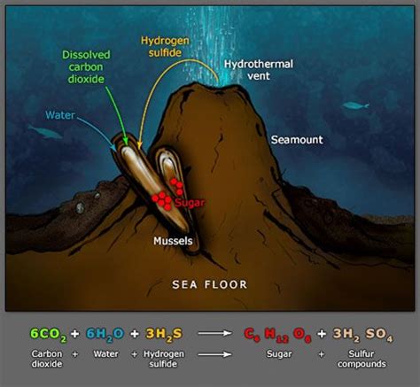 Photosynthesis and Chemosynthesis