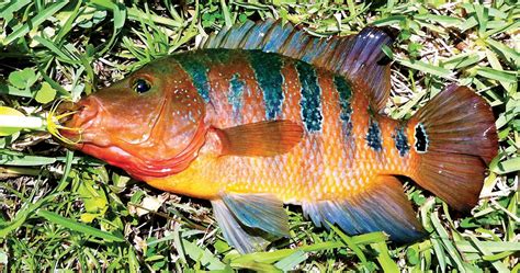 FWC Certifies First State Record Mayan Cichlid - Coastal Angler & The Angler Magazine