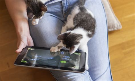 Cats Got Game: 4 Video Games for Your Cats to Play - CatGazette