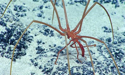 Sea Spiders Breathe With Their Intestines