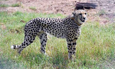 Cheetahs make a comeback in India after 70 years - GulfToday