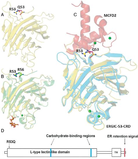 Model of the three-dimensional structure of lectin mannose-binding... | Download Scientific Diagram