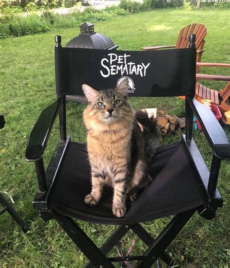 Stephen King’s Pet Sematary Remake Had Cats From Shelters Who Were Trained To Become Cat Actors ...