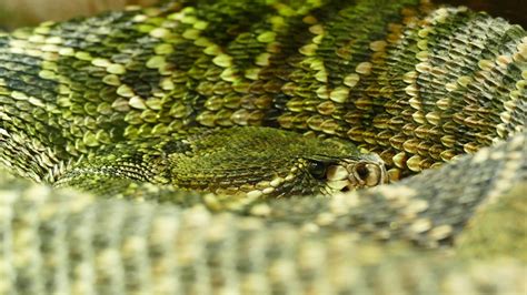 Closeup Photo of Anaconda · Free Stock Photo