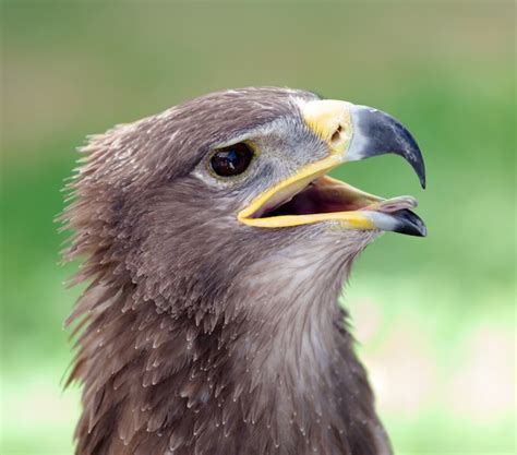 Premium Photo | Golden eagle close up