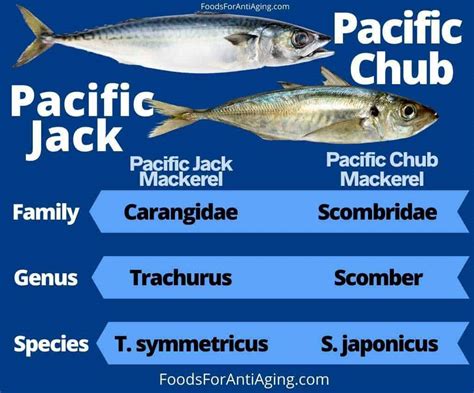 Chub Mackerel vs Jack Mackerel: What’s The Difference?