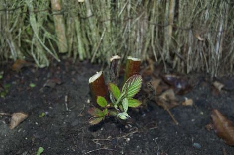 Pruning Blackberry Plants - Growing And Gathering