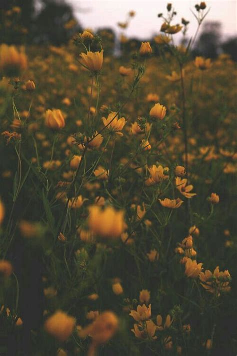 wildflowers #love | Zomerachtergronden, Wallpaper achtergronden ...