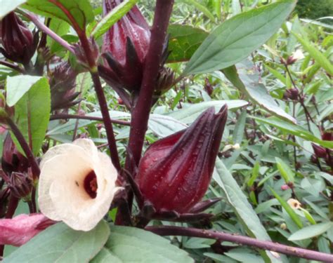 Direct Sowing Roselle | Southern Exposure Seed Exchange