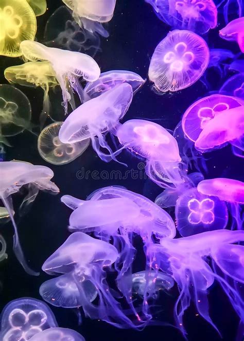 Medusas del acuario imagen de archivo. Imagen de salvavidas - 93007883