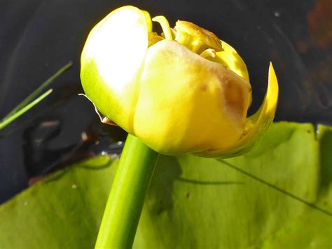 Photographs of Nuphar Lutea, UK Wildflowers; Cup-shaped flower