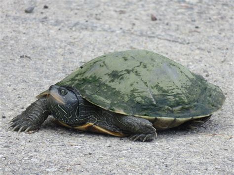 Common Map Turtle (Graptemys geographica) - Reptiles and Amphibians of Iowa