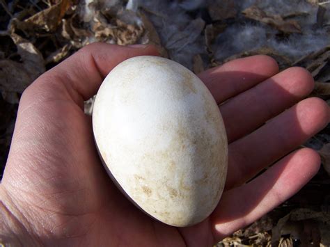 Canadian Goose Egg? | Flickr - Photo Sharing!