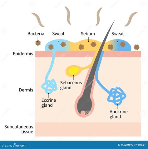 Diagram of Body Odor and Sweat Glands. Human Skin Layer Illustration for Medical and Health Care ...