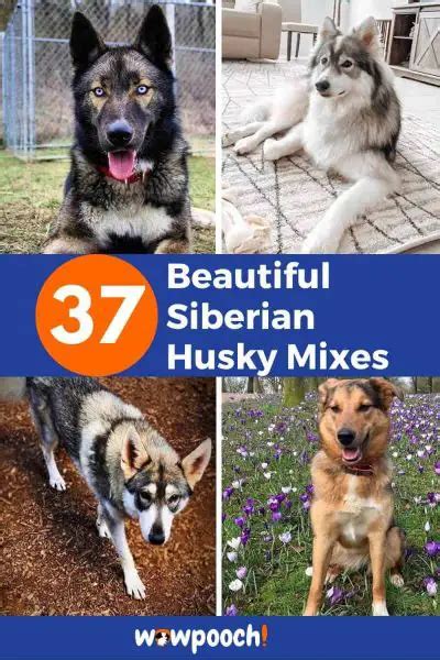 37 Strikingly Beautiful Siberian Husky Mixes - Find The Perfect Husky Mix